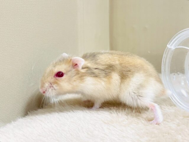ドワーフハムスターの1種