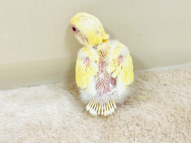 【最新画像🪄︎︎💫ひな餌卒業】赤い瞳とクリームカラーの奇跡のマッチ❣️コザクラインコ(クリームルチノー) コザクラインコ(小桜インコ)