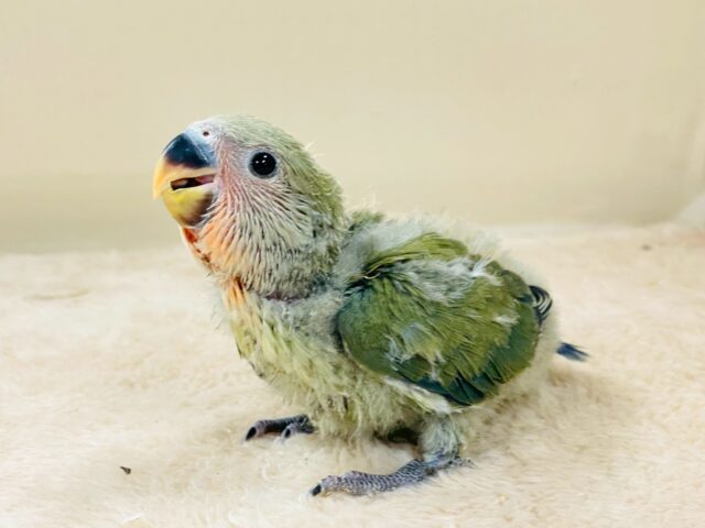 コザクラインコ（小桜インコ）