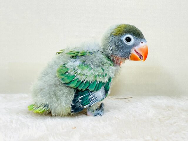 キエリボタンインコ