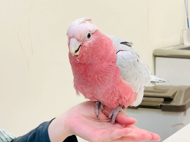 【最新画像更新🪄💫】ピンク色のラブリーボーイ登場🍑✨モモイロインコ(男の子) モモイロインコ