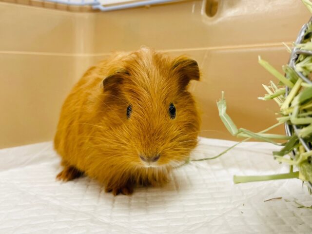 イングリッシュモルモット