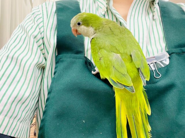 オキナインコ
