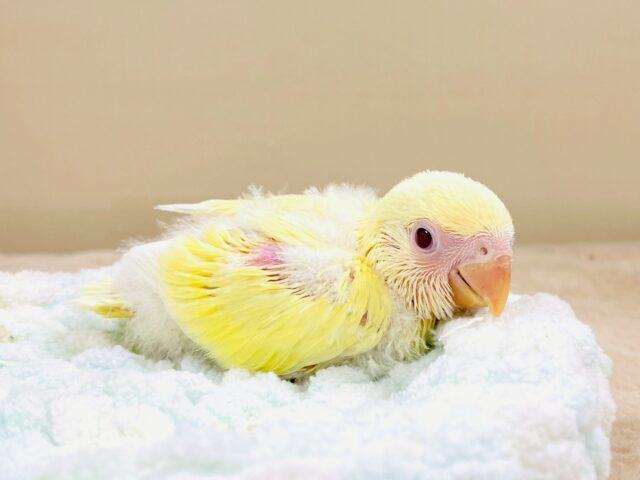 【最新画像🪄︎︎💫ひな餌卒業】赤い瞳とクリームカラーの奇跡のマッチ❣️コザクラインコ(クリームルチノー) コザクラインコ(小桜インコ)