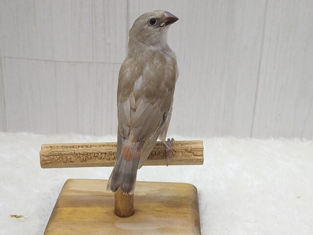 ダイヤモンドフィンチ