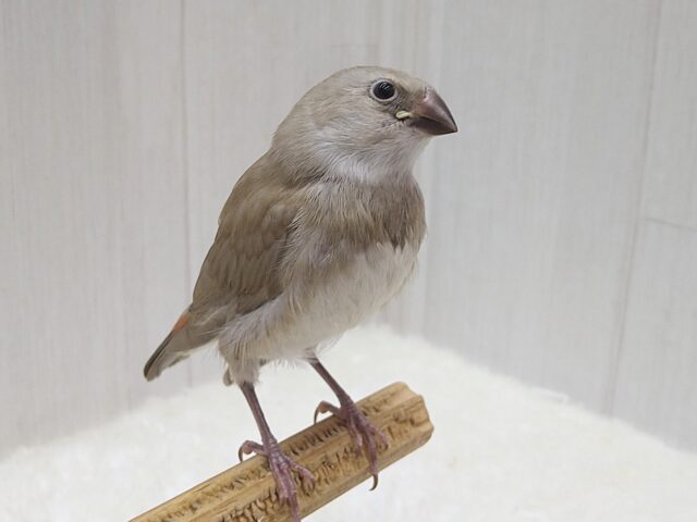 ダイヤモンドフィンチ