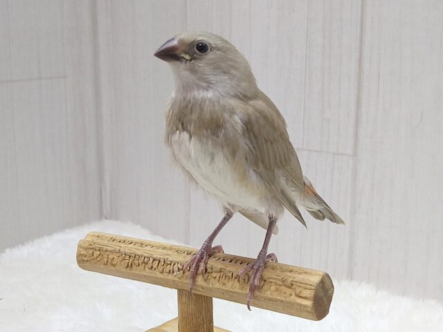 ダイヤモンドフィンチ