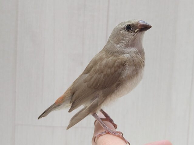 ダイヤモンドフィンチ