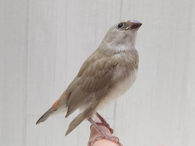 ダイヤモンドフィンチ