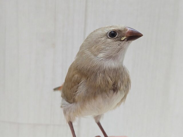 ダイヤモンドフィンチ