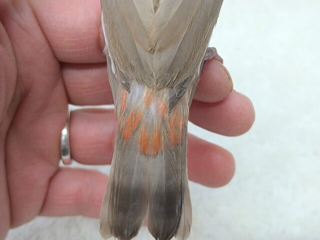 ダイヤモンドフィンチ