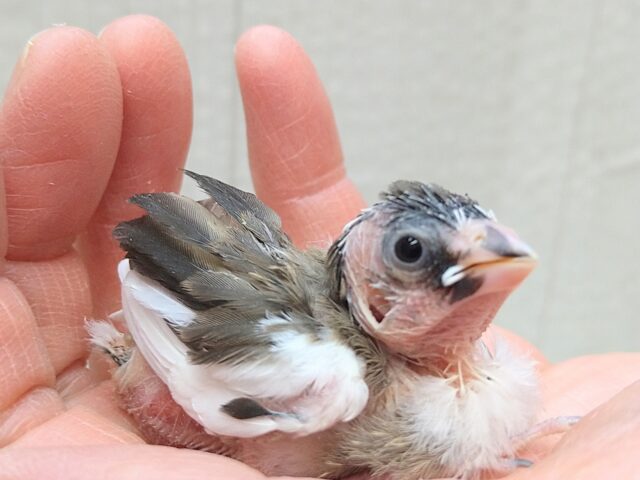 十姉妹（ジュウシマツ）