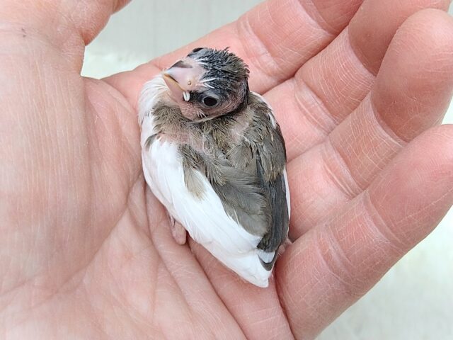 十姉妹（ジュウシマツ）