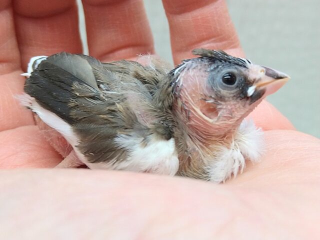 十姉妹（ジュウシマツ）