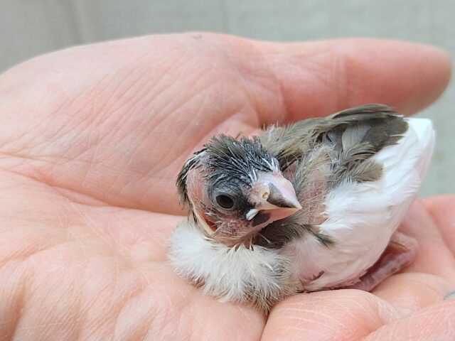 十姉妹（ジュウシマツ）