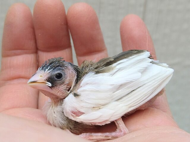 十姉妹（ジュウシマツ）