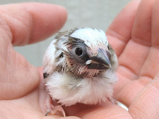 十姉妹（ジュウシマツ）