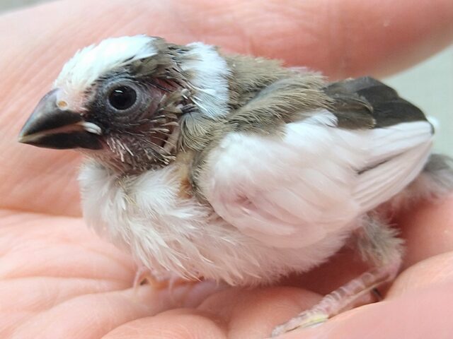 十姉妹（ジュウシマツ）