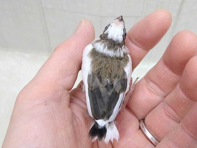 十姉妹（ジュウシマツ）