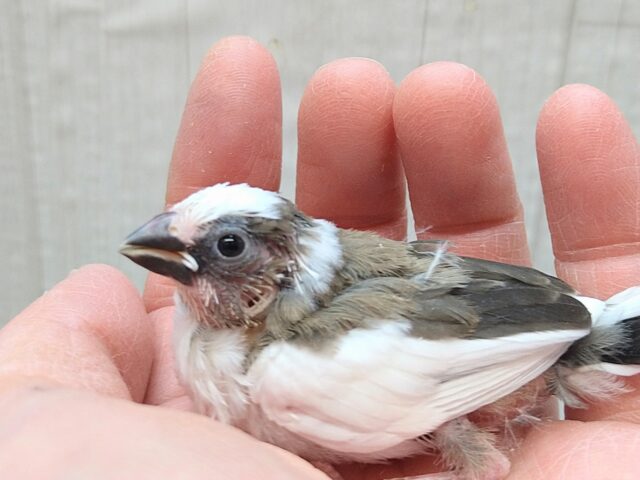 十姉妹（ジュウシマツ）