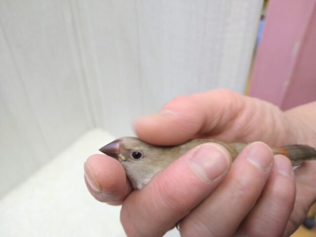 ダイヤモンドフィンチ