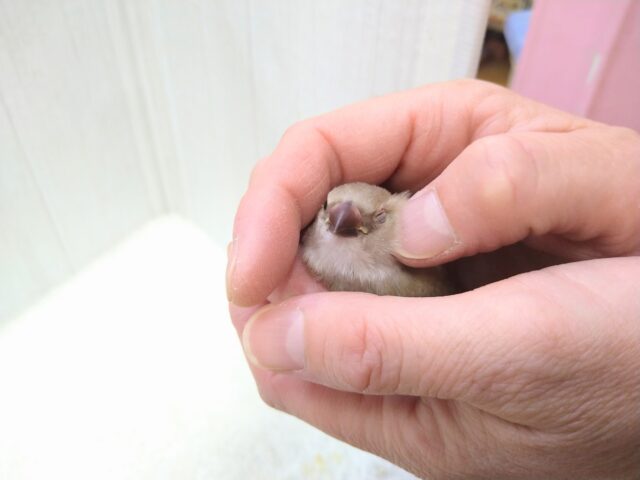 ダイヤモンドフィンチ