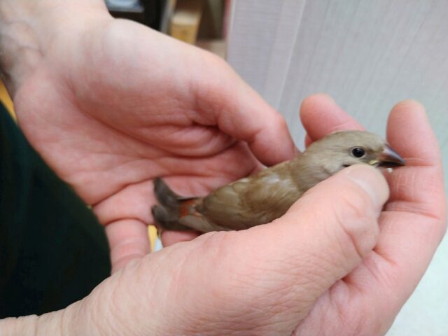 ダイヤモンドフィンチ