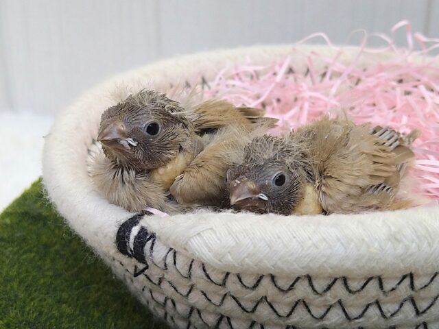 錦花鳥（キンカチョウ）