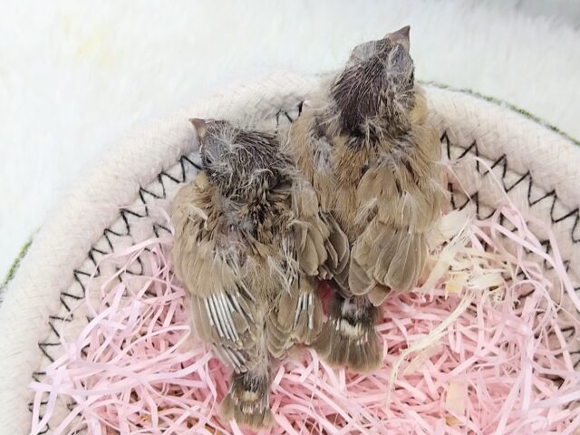 錦花鳥（キンカチョウ）