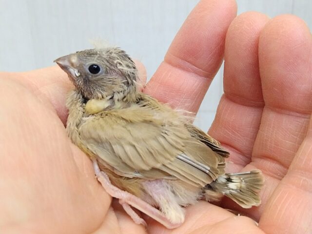 錦花鳥（キンカチョウ）