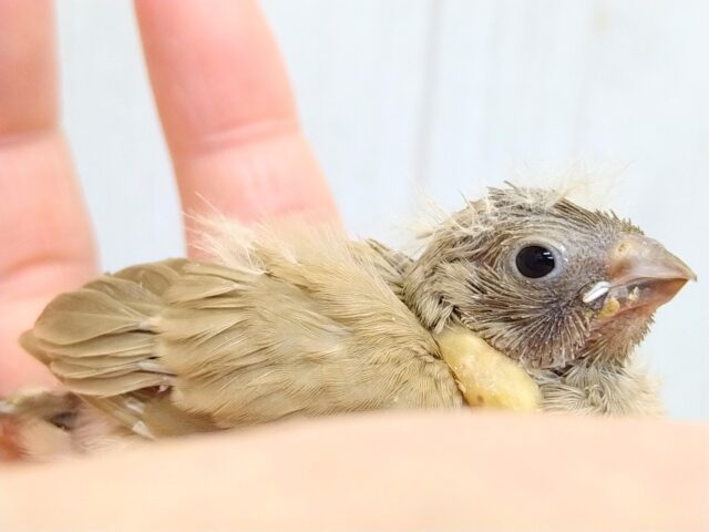 錦花鳥（キンカチョウ）