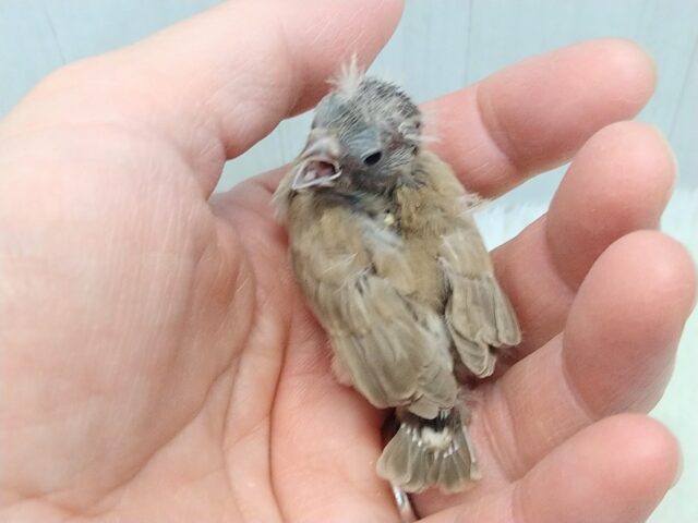 錦花鳥（キンカチョウ）