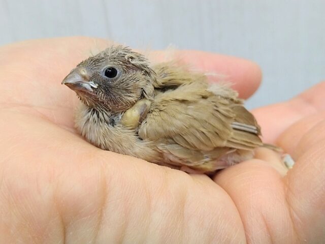 錦花鳥（キンカチョウ）