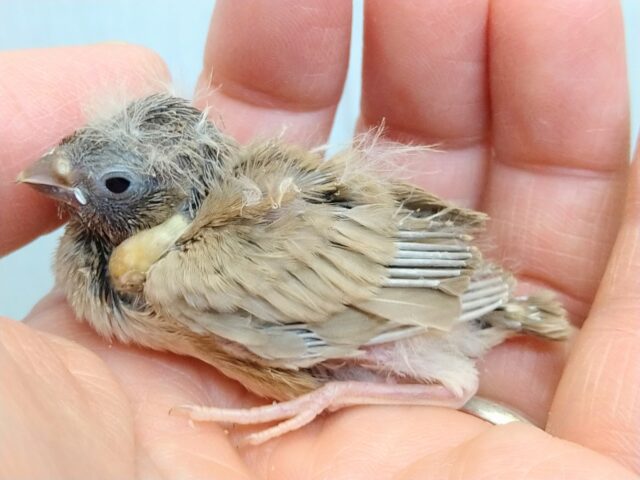 錦花鳥（キンカチョウ）