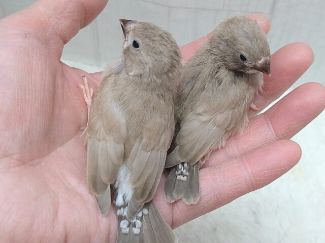 錦花鳥（キンカチョウ）