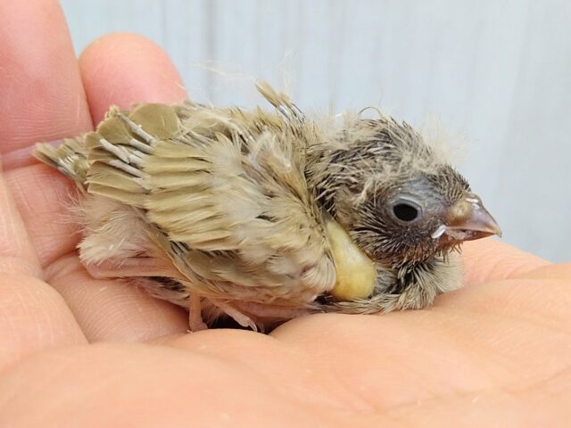 錦花鳥（キンカチョウ）