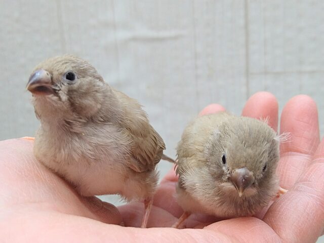錦花鳥（キンカチョウ）