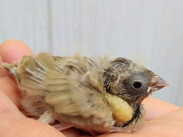 錦花鳥（キンカチョウ）