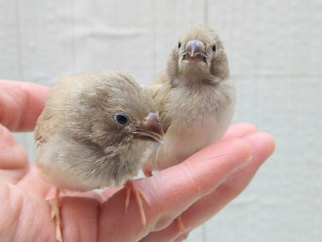 錦花鳥（キンカチョウ）