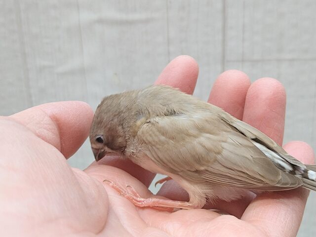 錦花鳥（キンカチョウ）