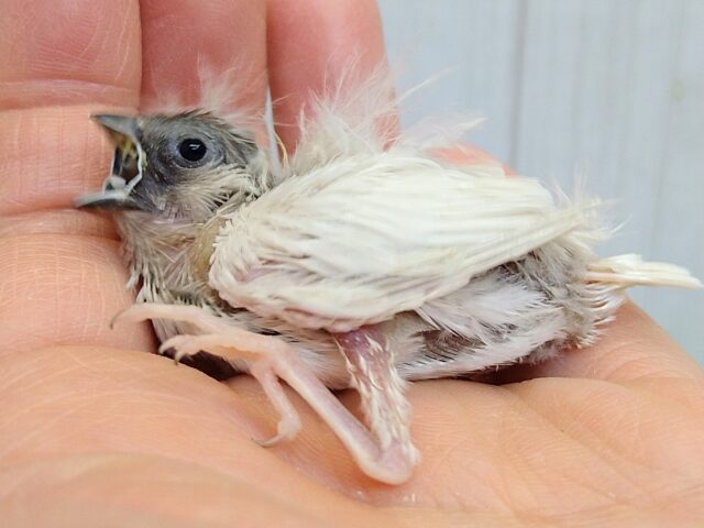 錦花鳥（キンカチョウ）