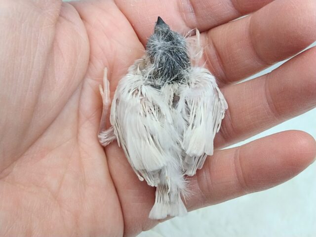 錦花鳥（キンカチョウ）