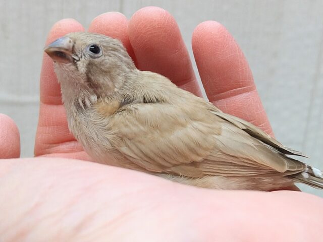 錦花鳥（キンカチョウ）