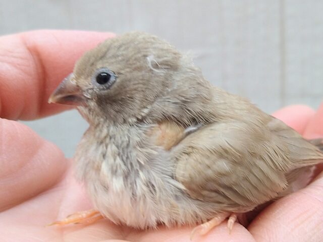 錦花鳥（キンカチョウ）