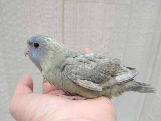 サザナミインコ