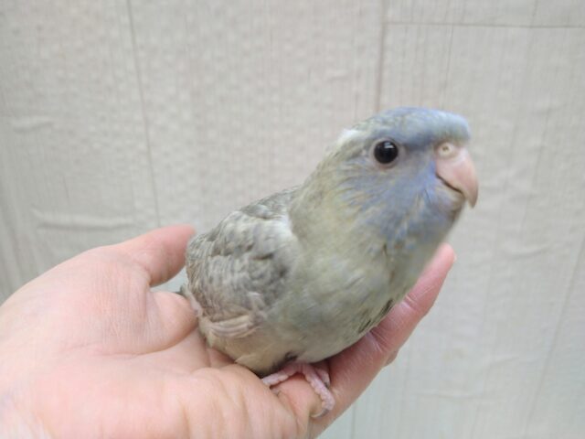 サザナミインコ