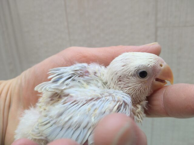 コザクラインコ（小桜インコ）