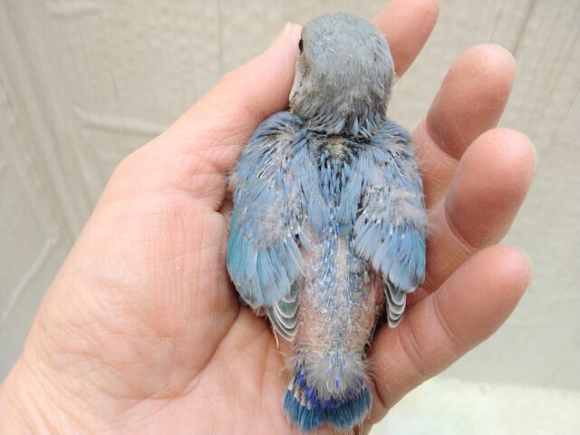 コザクラインコ（小桜インコ）