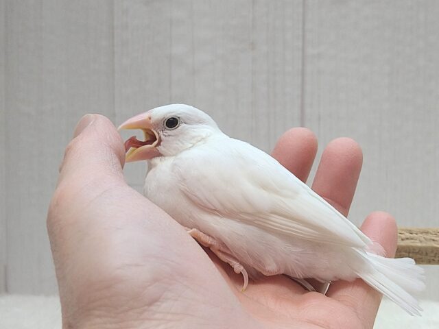 白文鳥