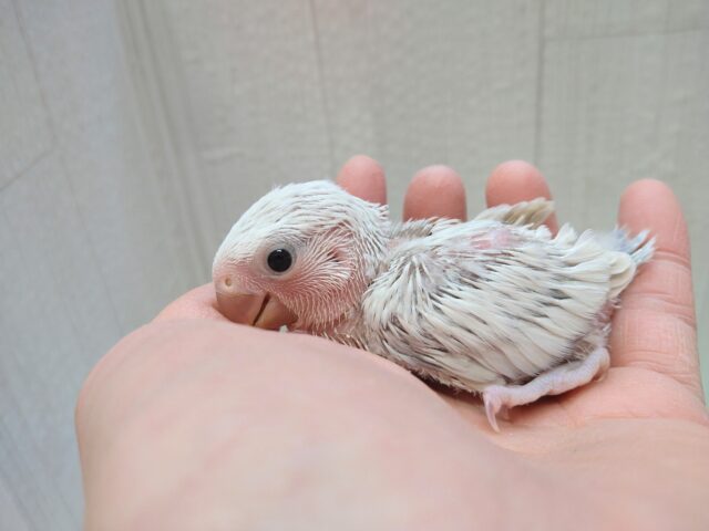 コザクラインコ（小桜インコ）